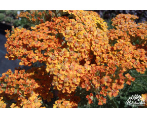 Achillea millefolium ‘Terracotta’