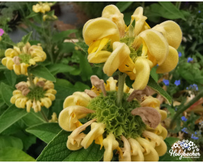 Phlomis russeliana