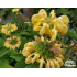 Phlomis russeliana