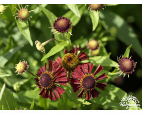 Helenium ‘Ruby Tuesday’