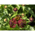 Helenium ‘Ruby Tuesday’
