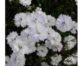 Heliosperma alpestre ‘Pleniflorum’
