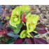 Euphorbia amygdaloides ‘Purpurea’