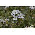 Arabis caucasica ‘Variegata’