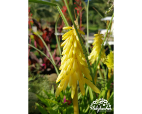 Kniphofia ‘Poco Yellow’