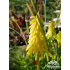 Kniphofia ‘Poco Yellow’