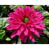 Echinacea ‘SunSeekers Fuchsia’