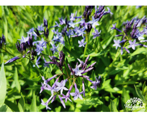Amsonia ‘Blue Ice’