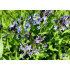 Amsonia ‘Blue Ice’