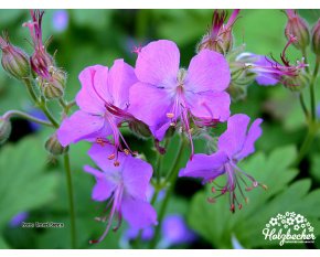 Geranium  x cantabrigiense ‘Cambridge’