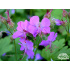 Geranium  x cantabrigiense ‘Cambridge’