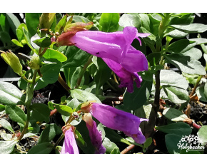 Penstemon davidsonii