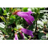 Penstemon davidsonii