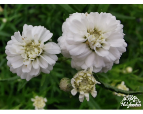 Achillea ptarmica ‘The Pearl’