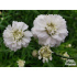Achillea ptarmica ‘The Pearl’