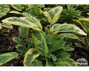 Salvia officinalis ‘Icterina’