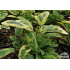 Salvia officinalis ‘Icterina’