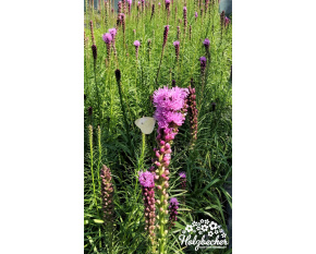 Liatris spicata