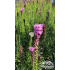 Liatris spicata