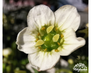 Saxifraga x arendsii ‘Adebar’