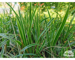 Carex morrowii ‘Variegata’