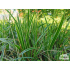 Carex morrowii ‘Variegata’