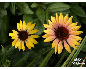 Echinacea ‘Evening Glow’