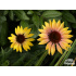 Echinacea ‘Evening Glow’