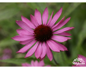 Echinacea purpurea ‘Prairie Splendor’