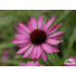 Echinacea purpurea ‘Prairie Splendor’