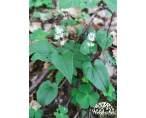 Maianthemum bifolium