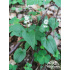 Maianthemum bifolium