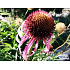 Echinacea pallida
