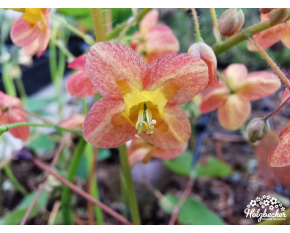 Epimedium warleyense