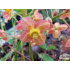 Epimedium warleyense