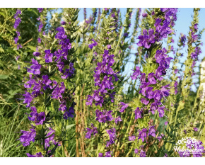 Hyssopus officinalis