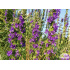 Hyssopus officinalis