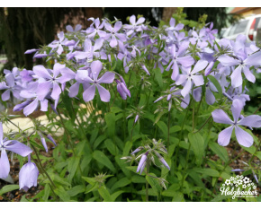 Phlox divaricata ‘Clouds of Perfume’