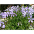 Phlox divaricata ‘Clouds of Perfume’