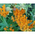 Asclepias tuberosa P11x11