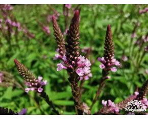 Verbena hastata ‘Pink Spires’