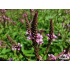 Verbena hastata ‘Pink Spires’