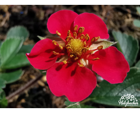 Fragaria vesca ‘Rubra’