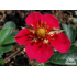 Fragaria vesca ‘Rubra’