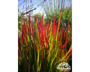 Imperata cylindrica ‘Red Baron’