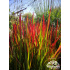 Imperata cylindrica ‘Red Baron’