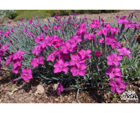 Dianthus ‘Babí Lom’