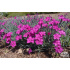 Dianthus ‘Babí Lom’