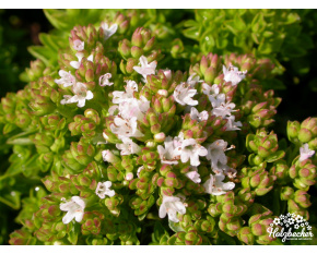 Origanum vulgare ‘Nanum’