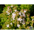 Origanum vulgare ‘Nanum’